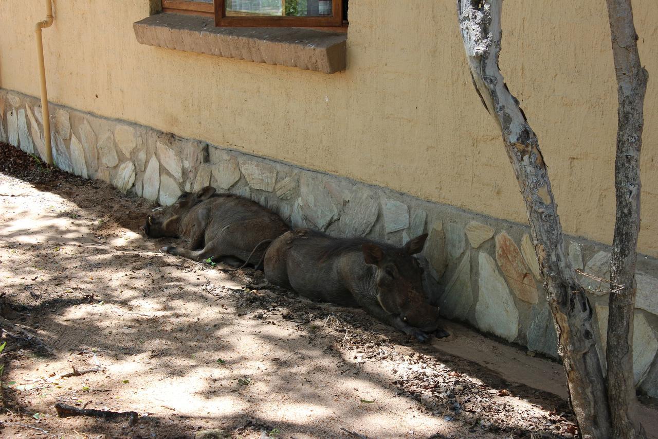 Woodpecker Lodge B&B Hoedspruit Eksteriør bilde